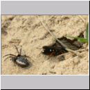 Episyron rufipes - Wegwespe w43c beim Nesteintrag - Sandgrube Niedringhaussee.jpg